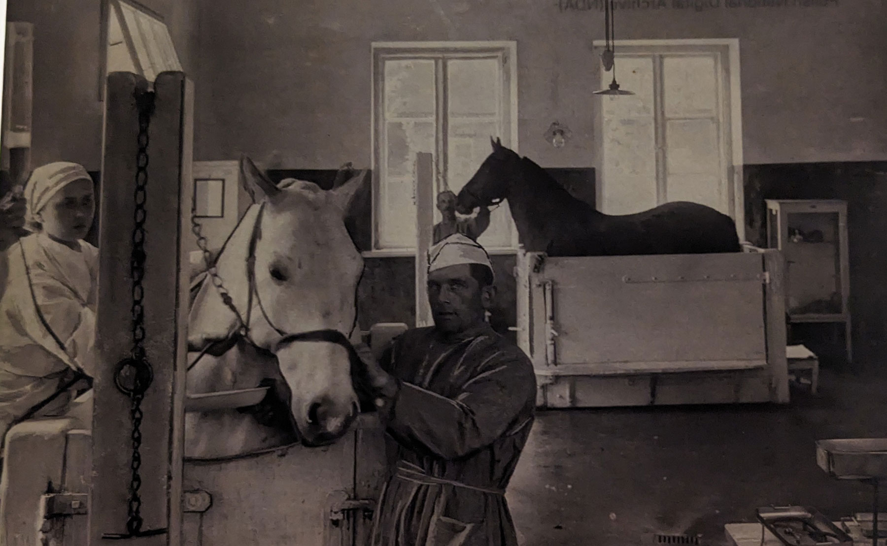 Ветеринари й коні в операційній залі для тварин, Пулави, Польща, 1940-ві роки. / Національний цифровий архів (NAC), Варшава